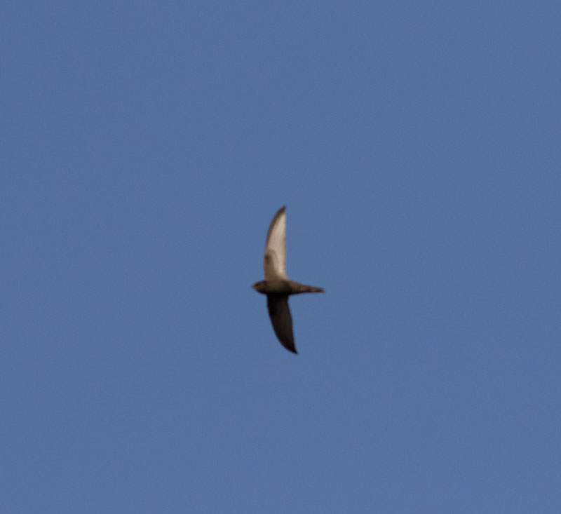 Common Swift