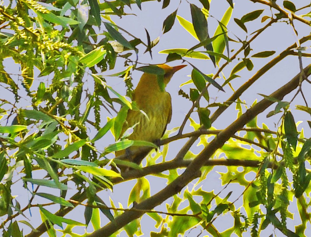 Eurasian Golden Oriole