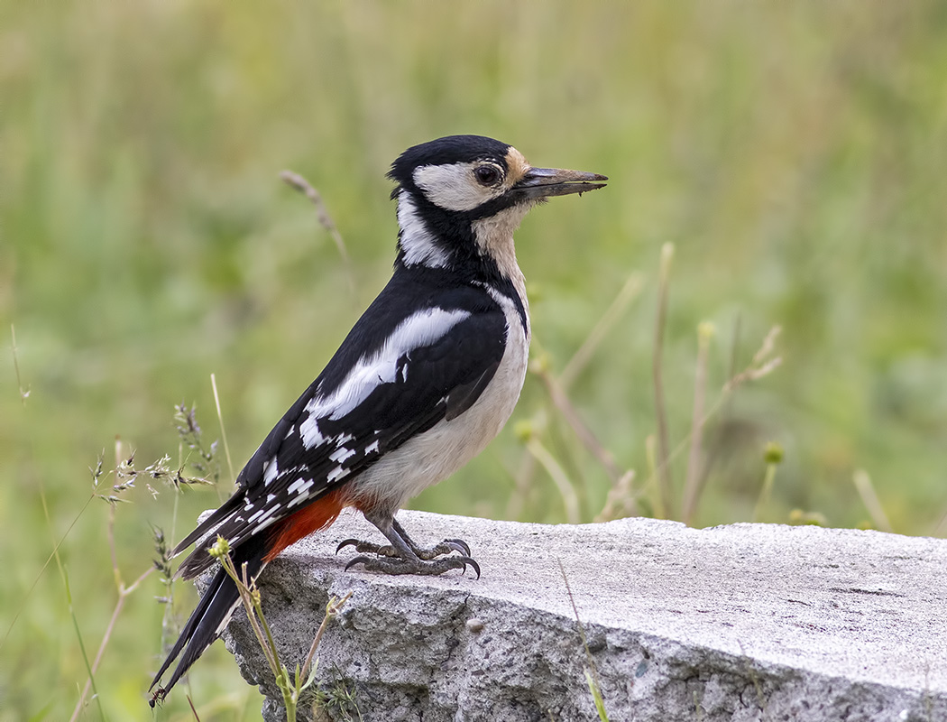 Great Spotted Woodpecker