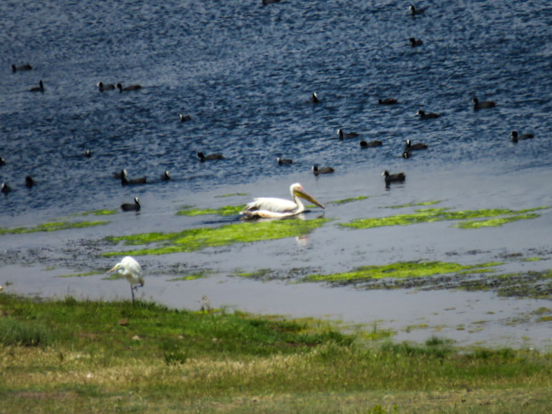 Great White Pelican