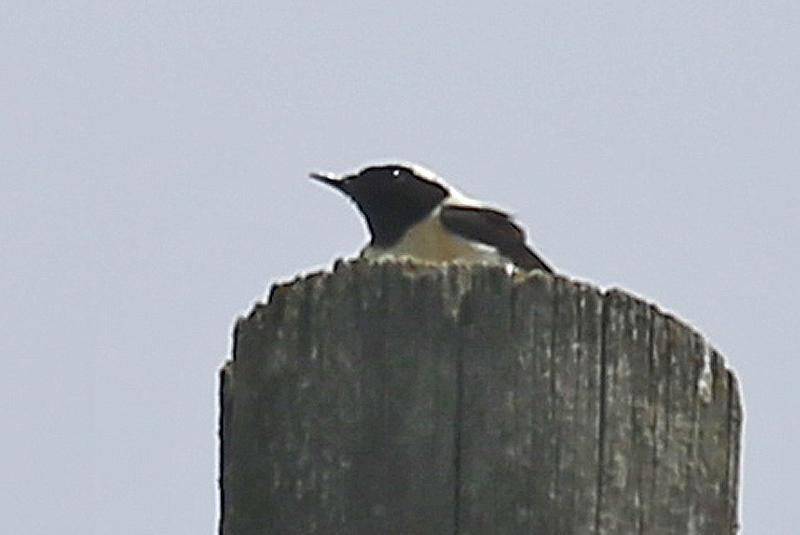 Black-eared Wheatear