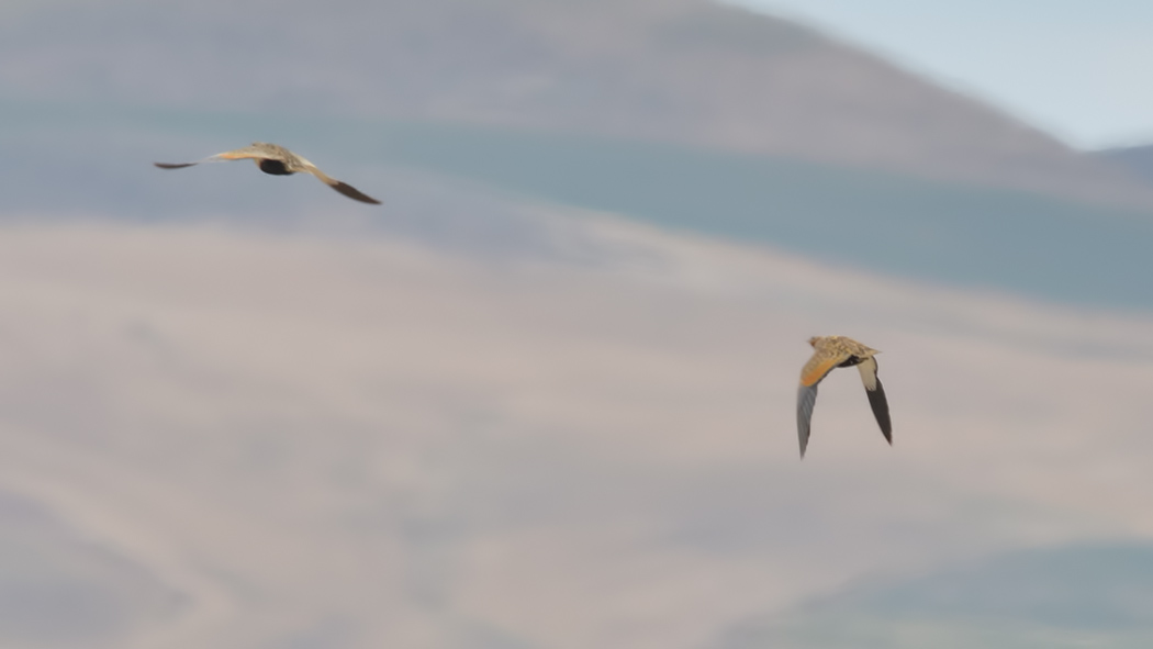 Black-bellied Sandgrouse