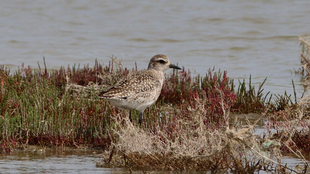 Grey Plover