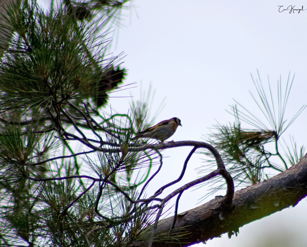 European Goldfinch
