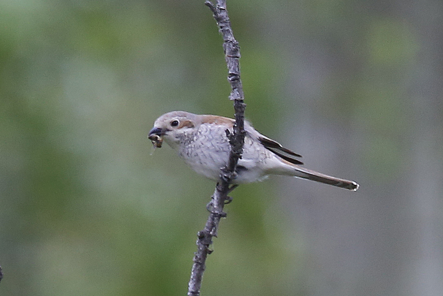 Red-backed Shrike