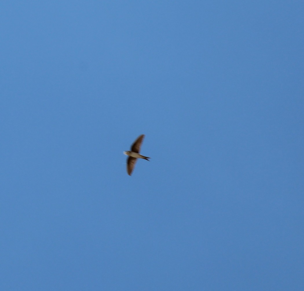 Western House Martin