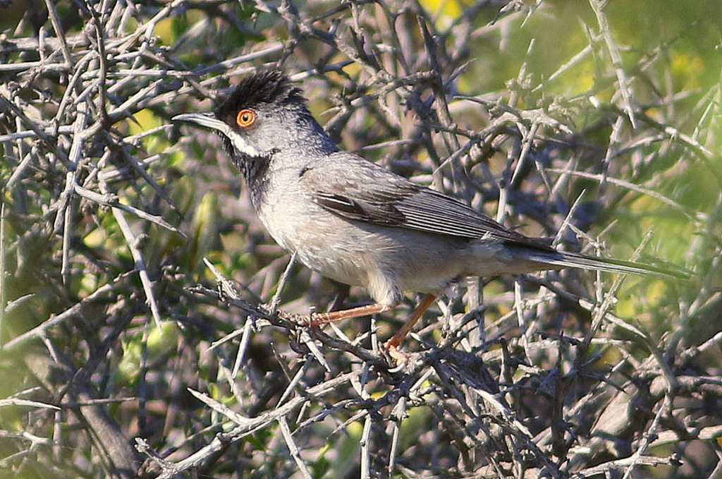 Rüppell`s Warbler