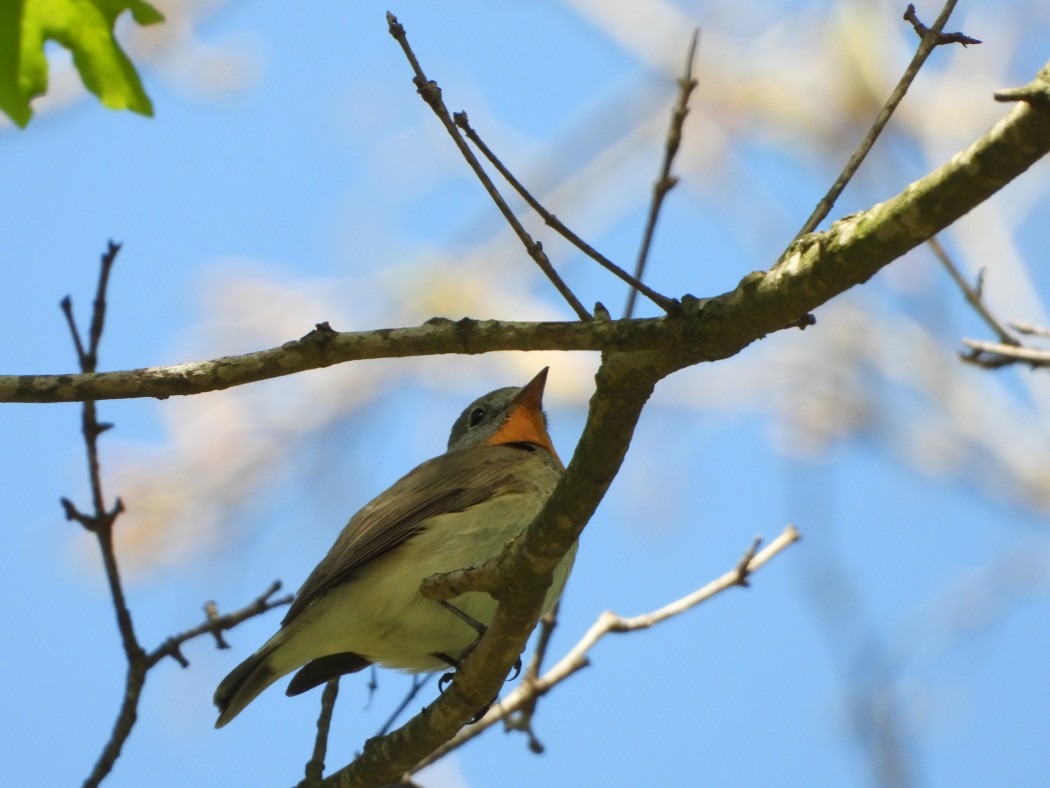 Red-breasted Flycatcher