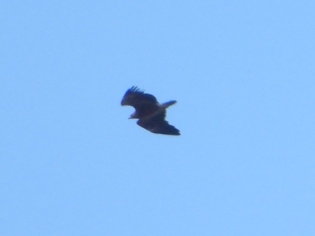 Greater Spotted Eagle