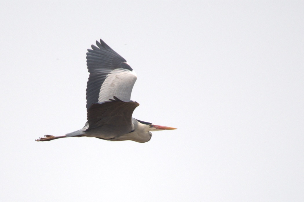 Grey Heron