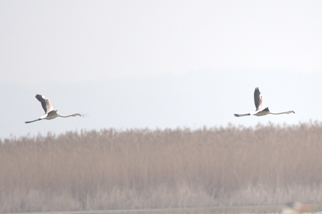 Greater Flamingo