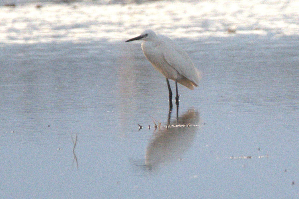 Little Egret