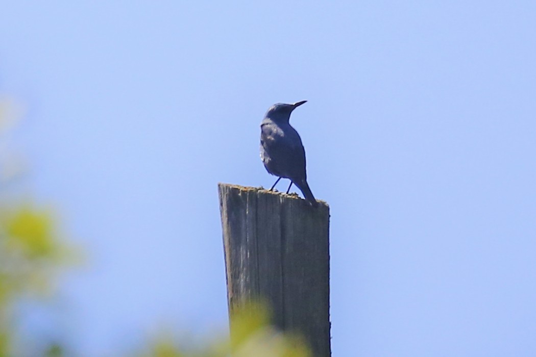 Blue Rock Thrush