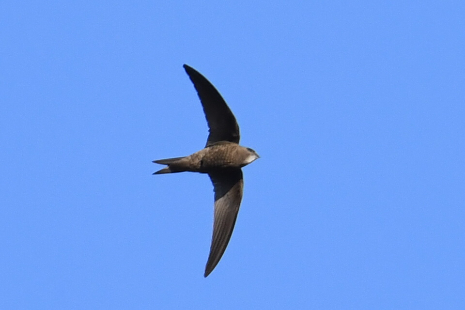Pallid Swift