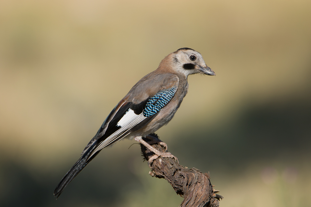 Eurasian Jay