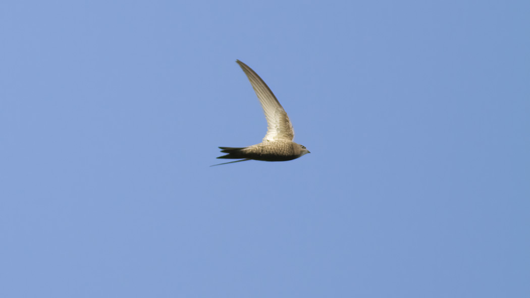 Pallid Swift