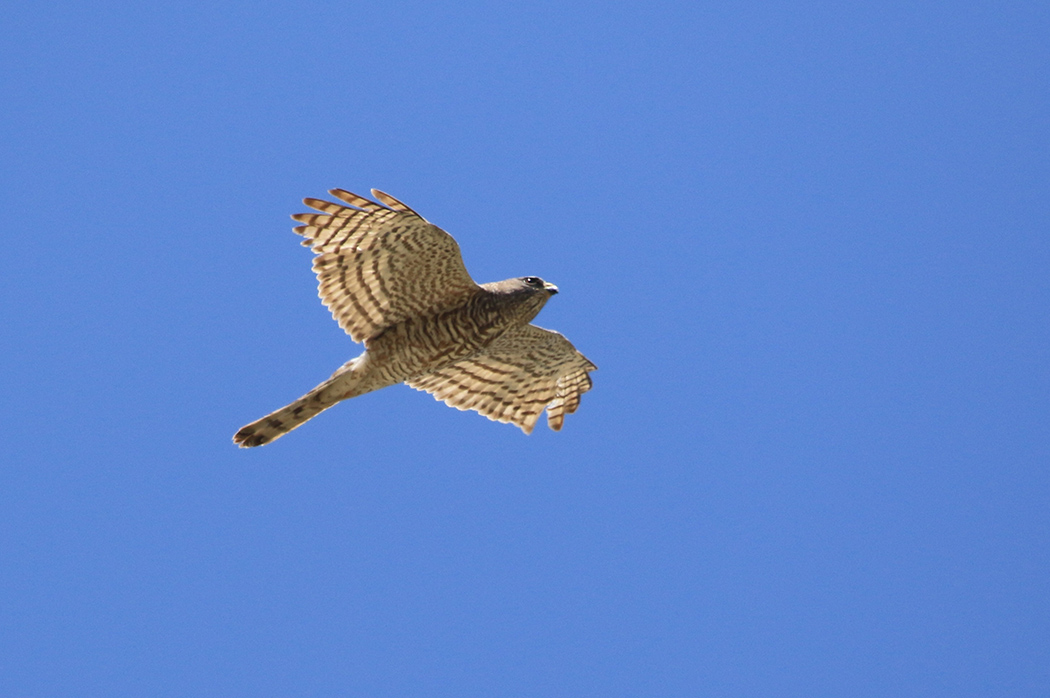 Levant Sparrowhawk
