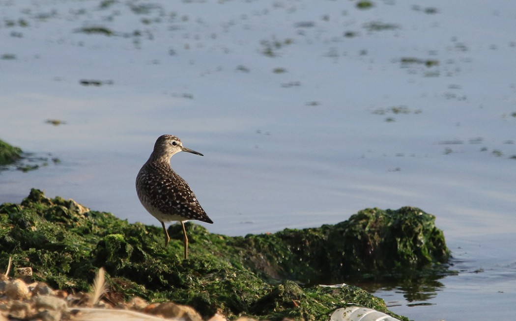 Wood Sandpiper