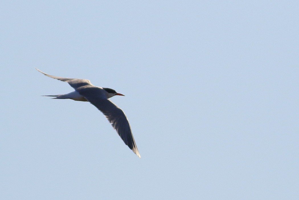 Common Tern