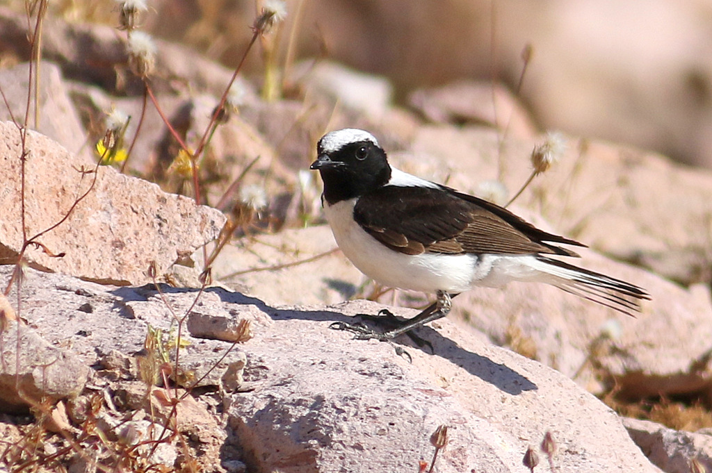 Black-eared Wheatear