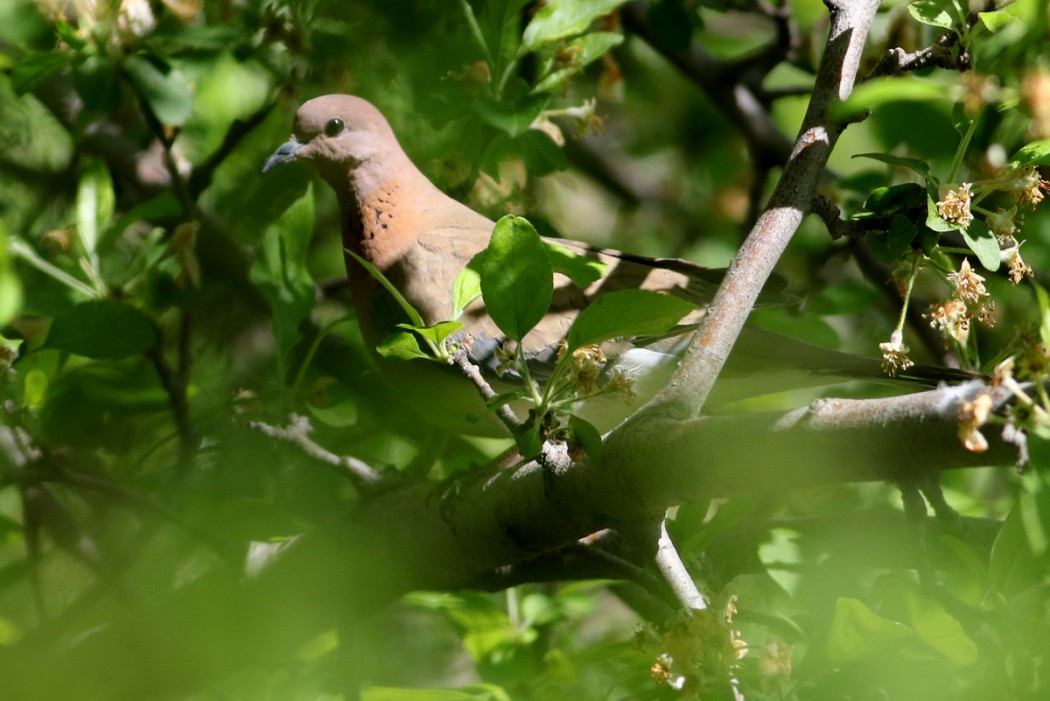 Laughing Dove