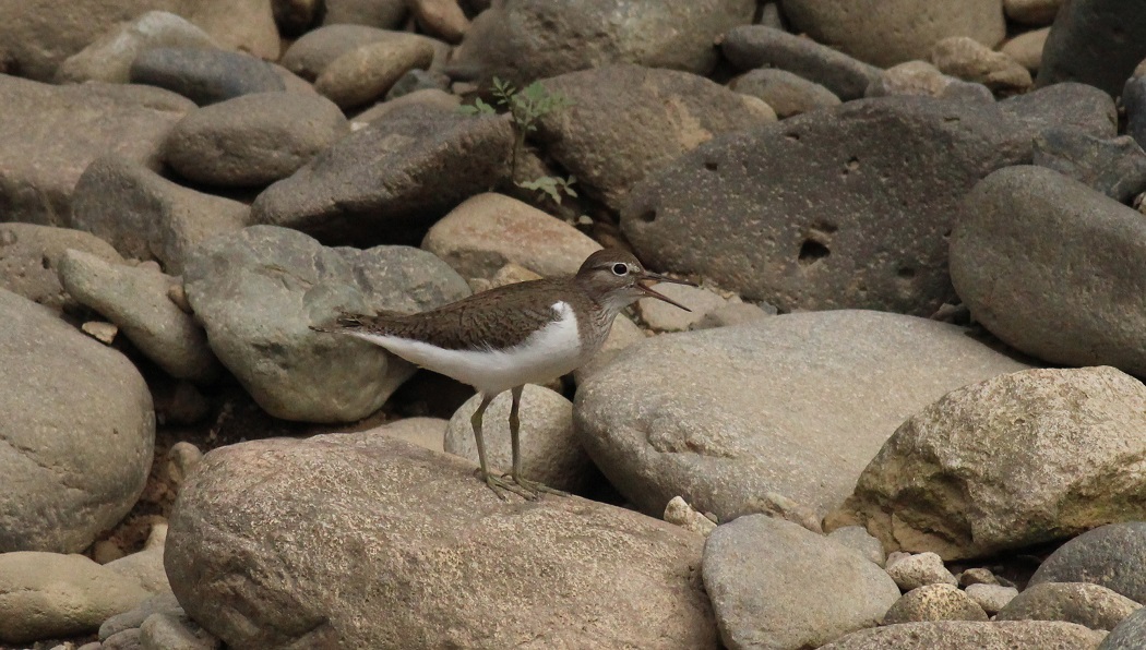 Common Sandpiper