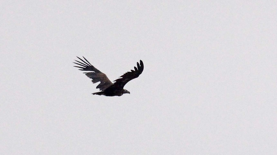 Cinereous Vulture