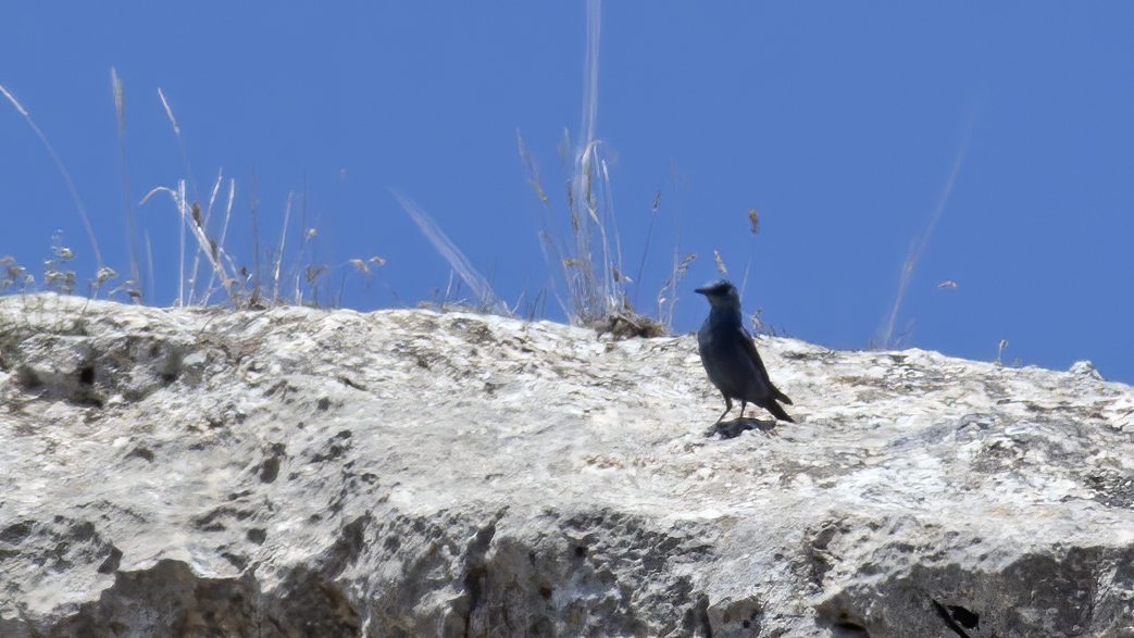 Blue Rock Thrush