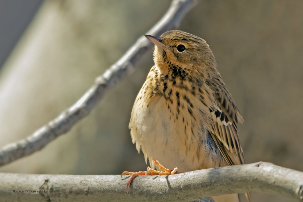 Tree Pipit