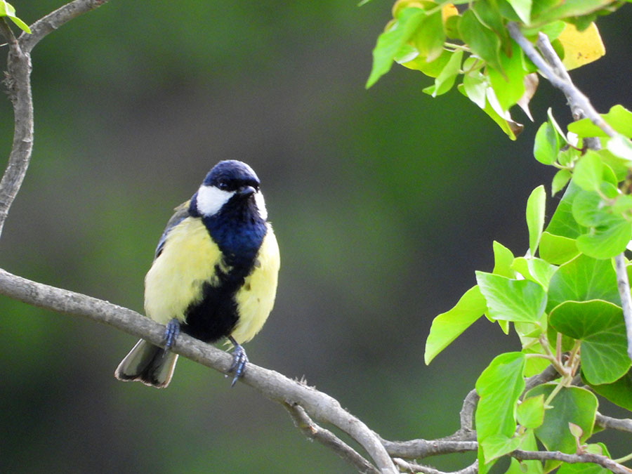 Great Tit