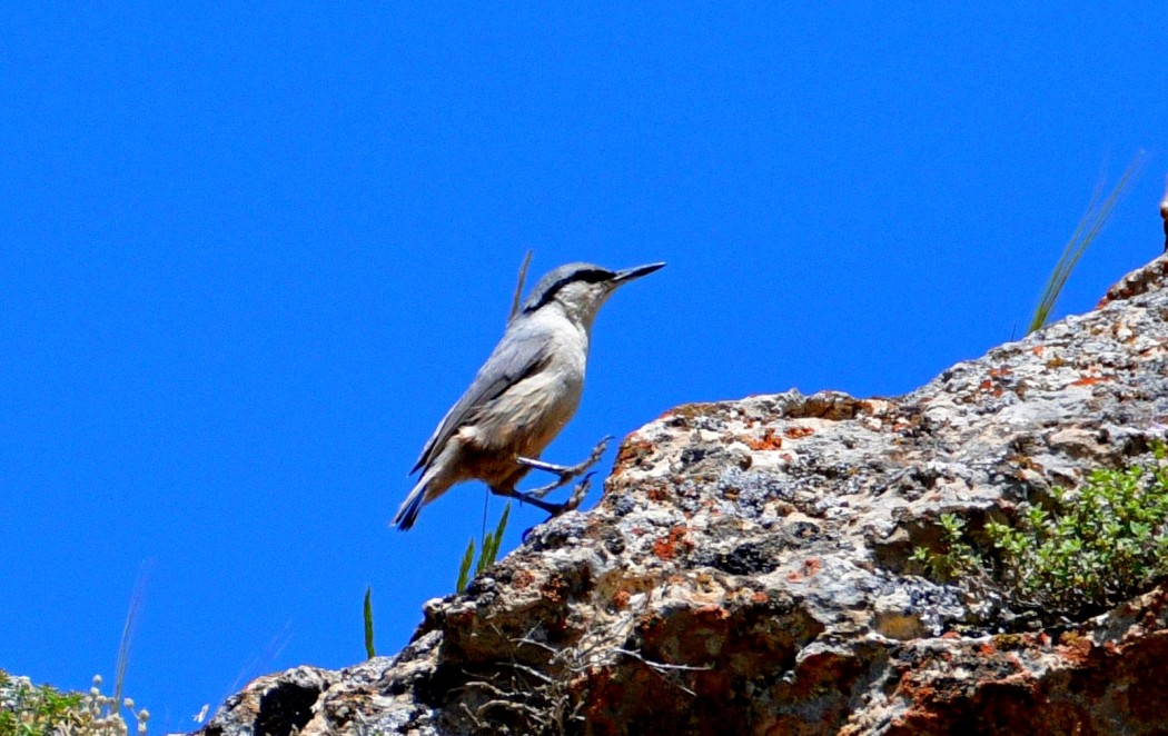 Western Rock Nuthatch