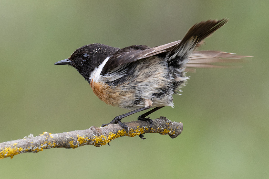 European Stonechat