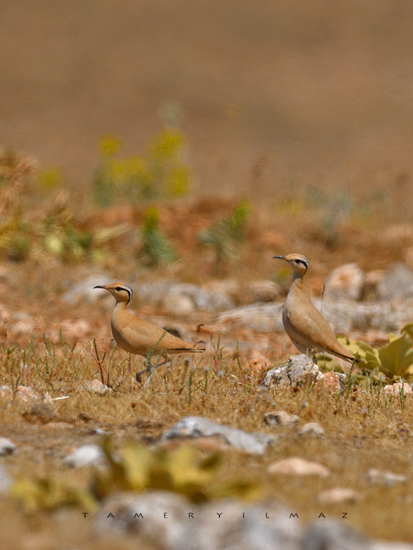 Cream-colored Courser