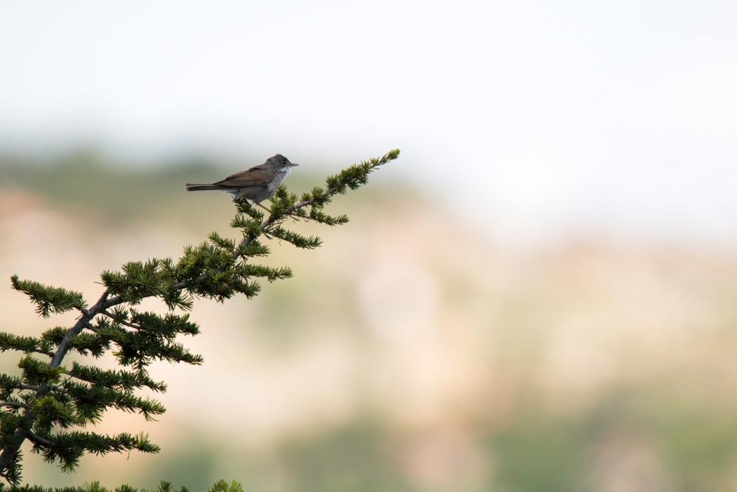Common Whitethroat