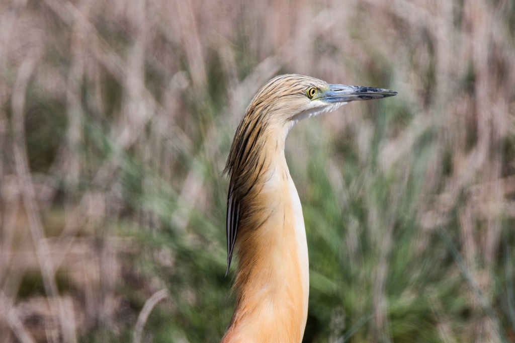 Squacco Heron