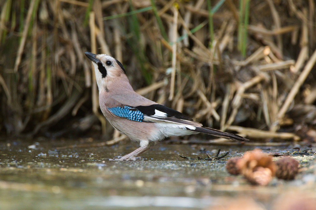 Eurasian Jay