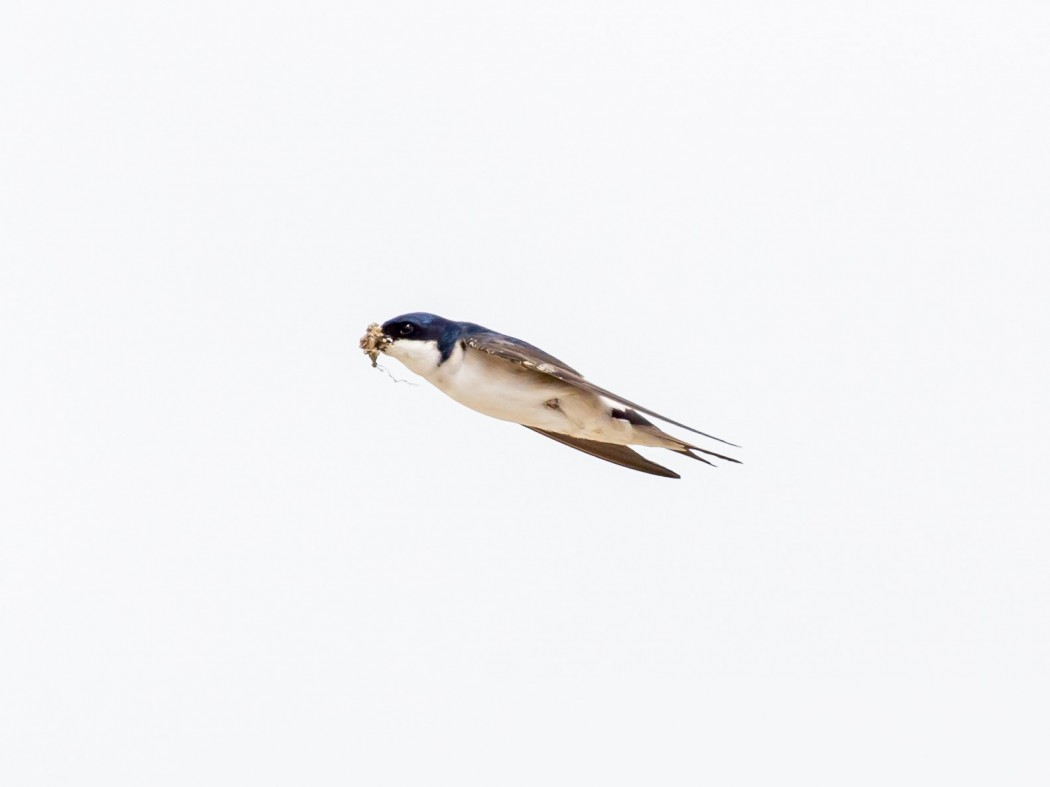 Western House Martin