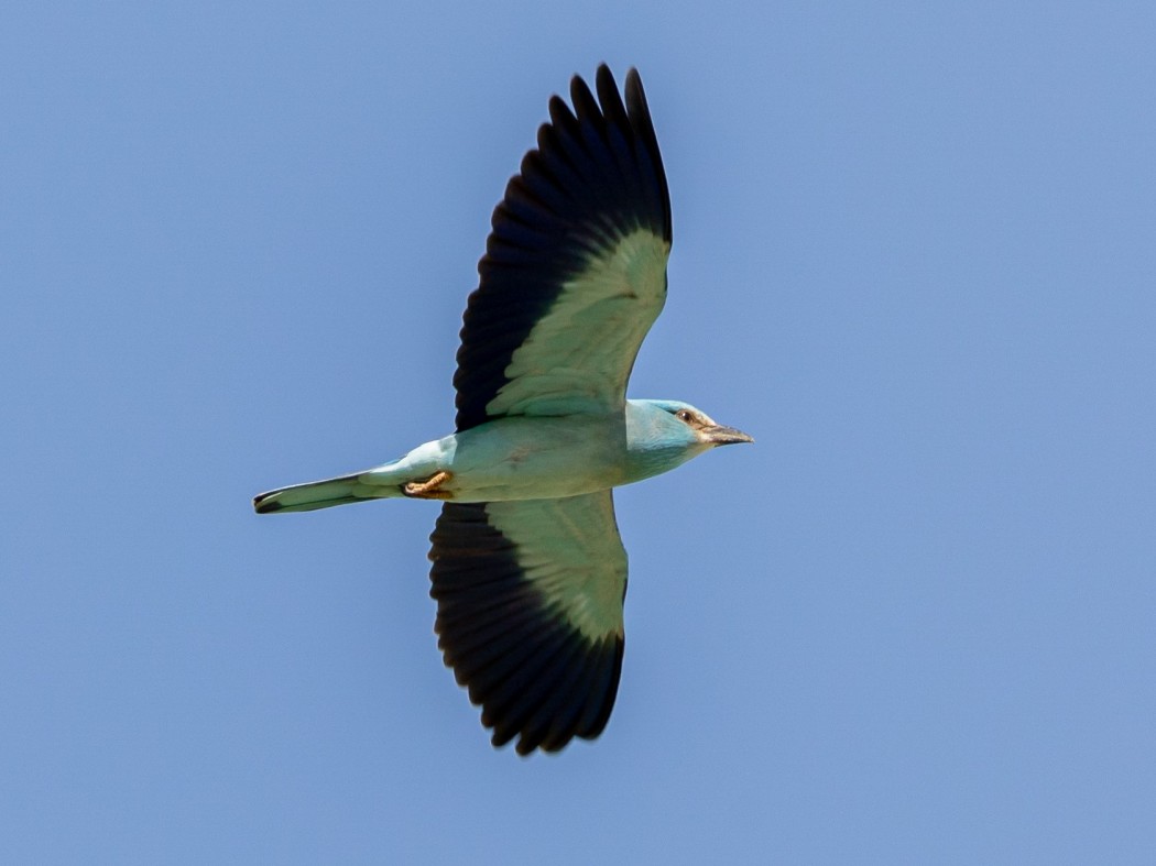 European Roller