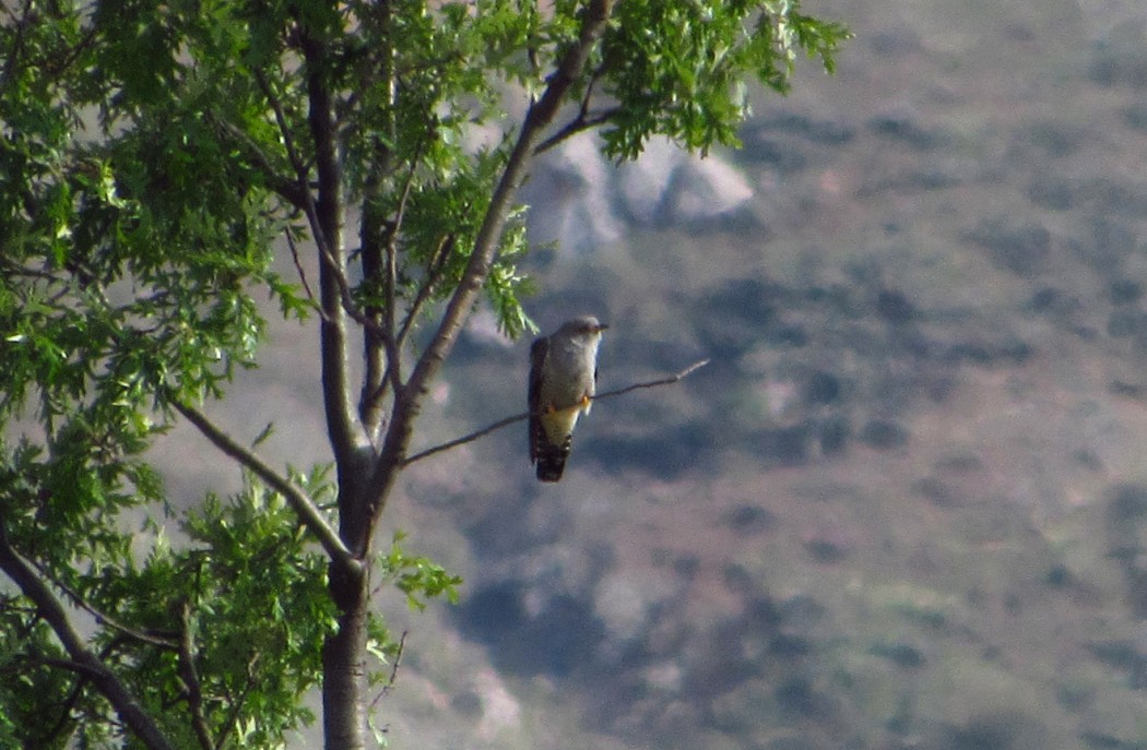 Common Cuckoo