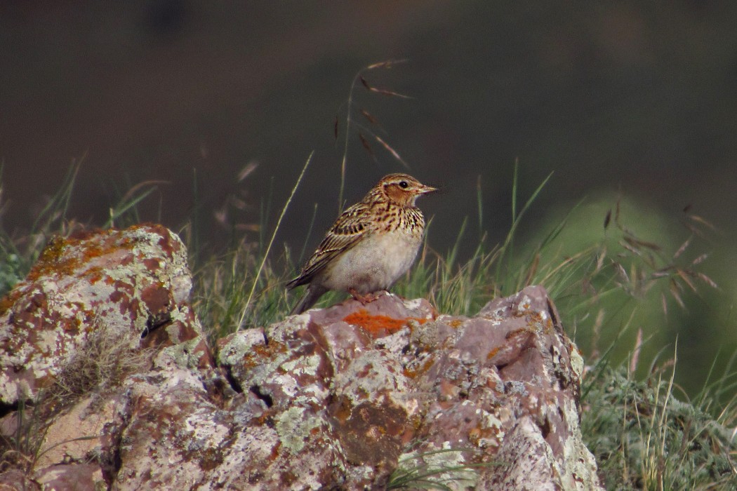 Eurasian Skylark