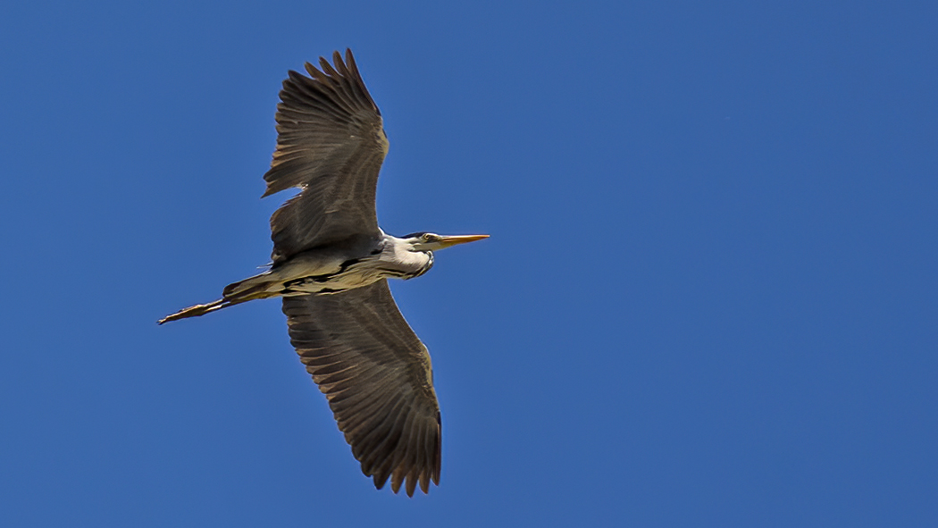 Grey Heron