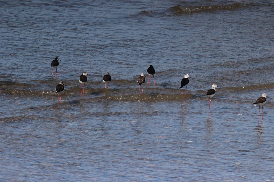 Black-winged Stilt