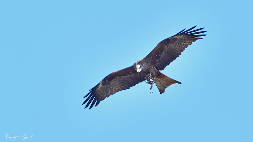 Black Kite