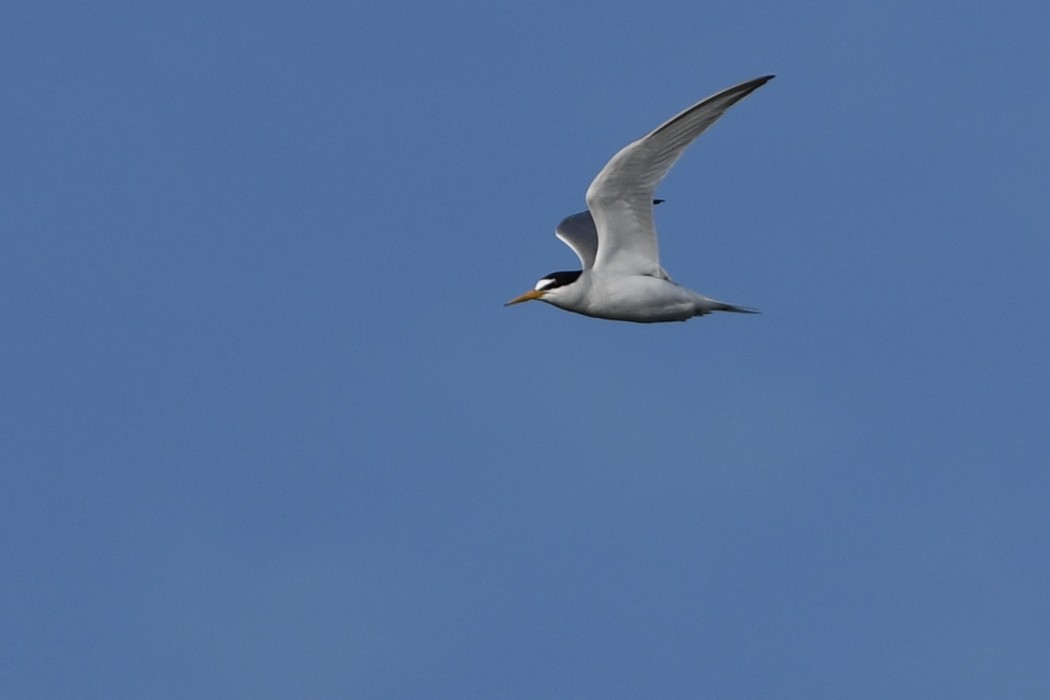 Little Tern