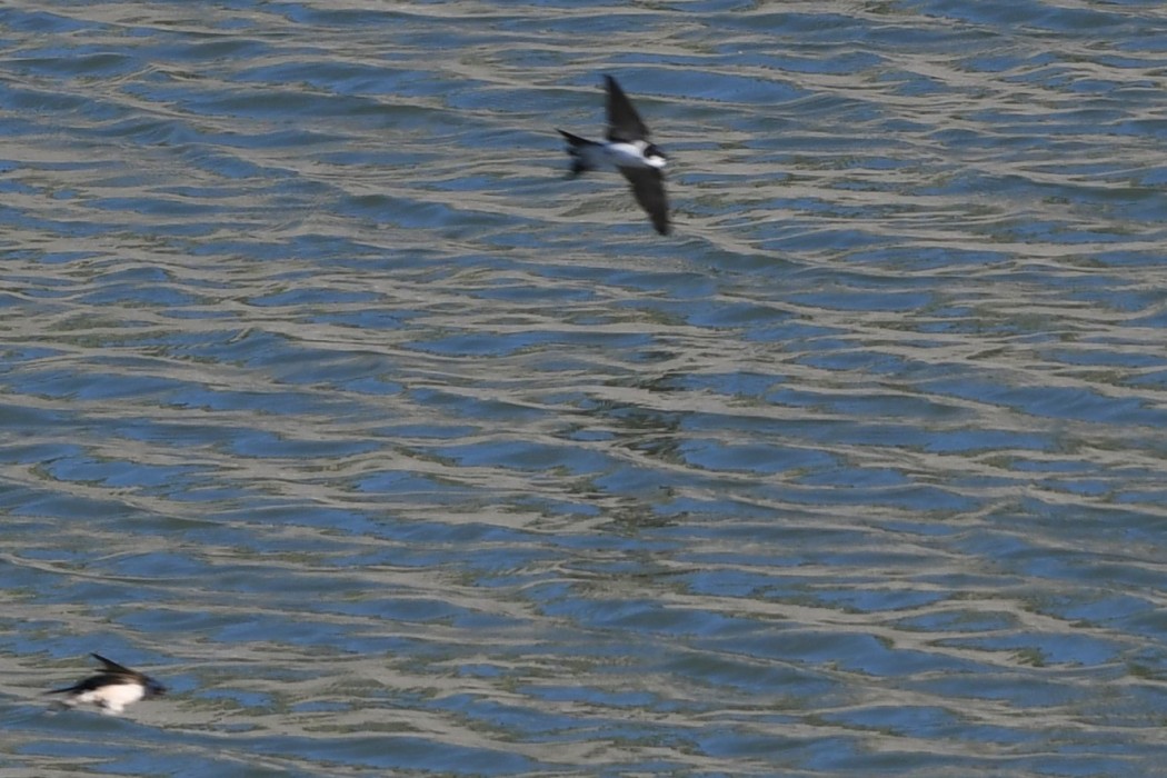 Western House Martin