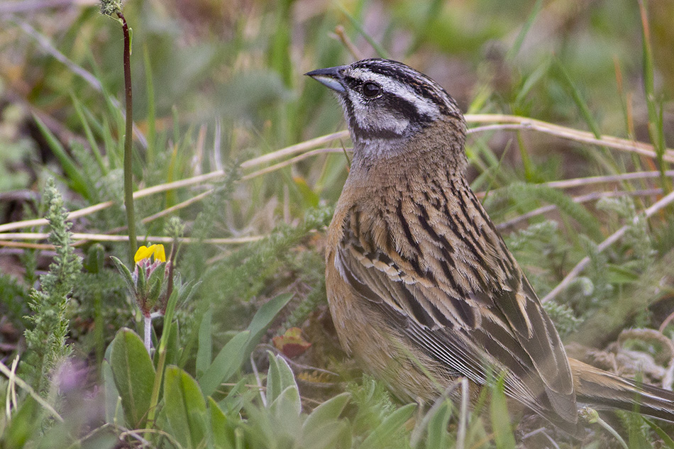 Rock Bunting