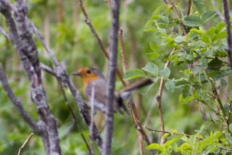 European Robin