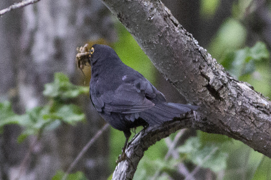 Common Blackbird