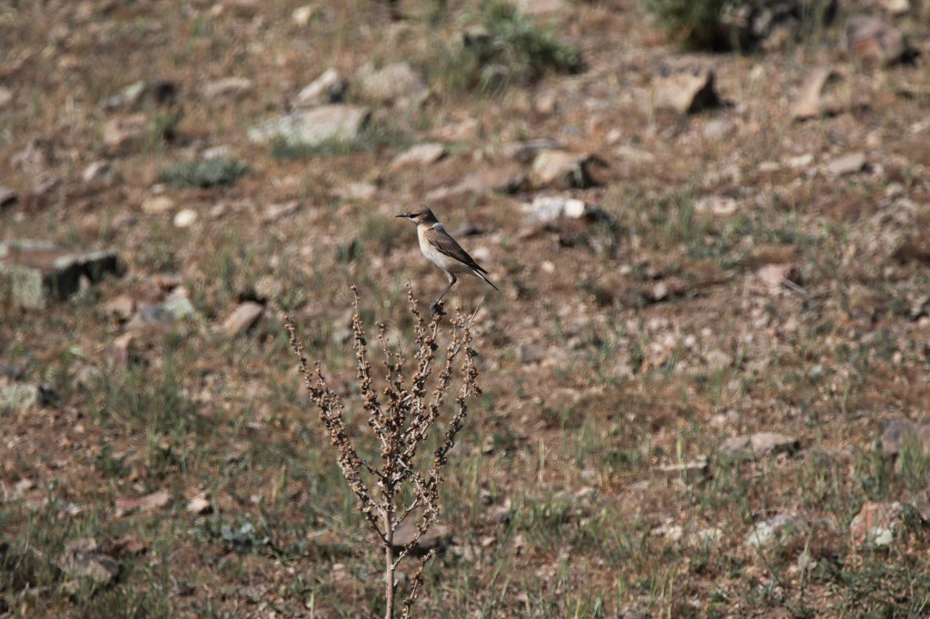 Isabelline Wheatear
