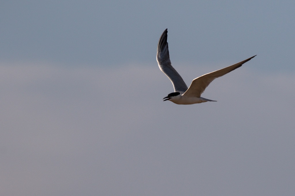 Gull-billed Tern